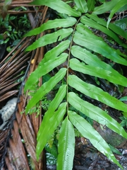 Meniscium reticulatum