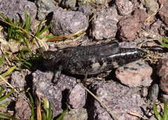 Psophus stridulus