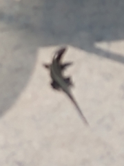Plestiodon laticeps