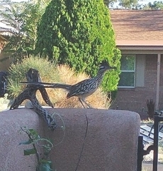 Geococcyx californianus