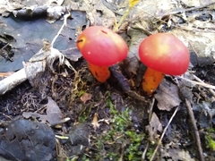 Hygrocybe punicea