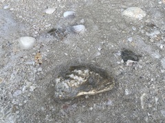 Crassostrea virginica