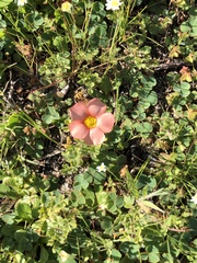 Oxalis obtusa
