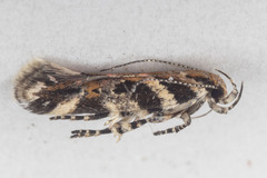 Aristotelia roseosuffusella