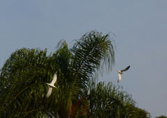 Sternula superciliaris