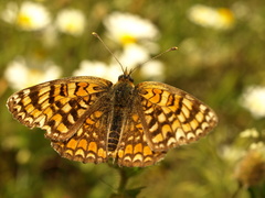 Melitaea