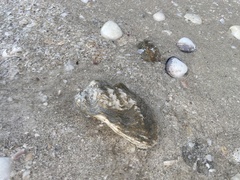 Crassostrea virginica