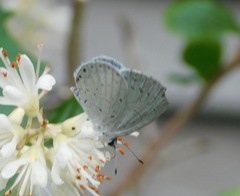 Celastrina