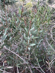 Melaleuca pallida