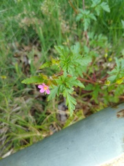 Geranium purpureum