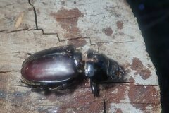 Lucanus cervus