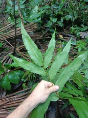 Meniscium reticulatum