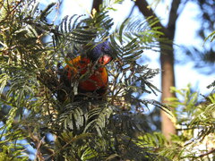 Trichoglossus moluccanus