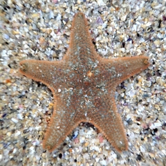 Asterina gibbosa