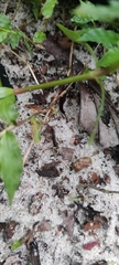 Insecta