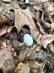 Tetrapyrgos nigripes