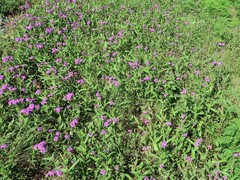 Verbena rigida