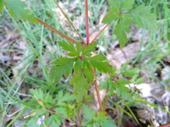 Geranium purpureum