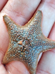 Asterina gibbosa