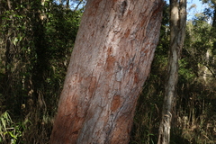 Eucalyptus robusta