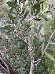 Melaleuca pallida