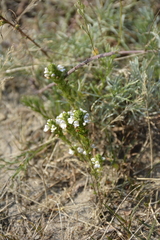 Euphrasia stricta