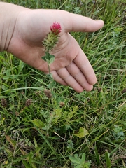 Trifolium incarnatum