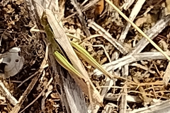 Chorthippus albomarginatus