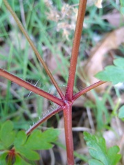 Geranium purpureum