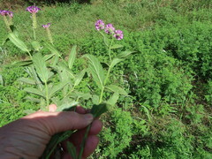 Verbena rigida