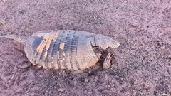 Euphractus sexcinctus