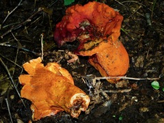 Hypomyces lactifluorum
