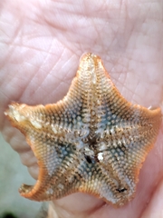 Asterina gibbosa