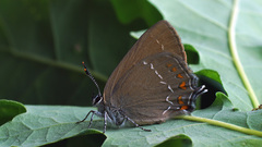 Satyrium ilicis