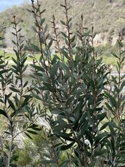 Melaleuca pallida