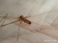 Pholcidae