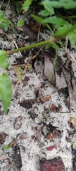 Insecta