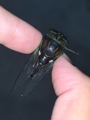Neotibicen