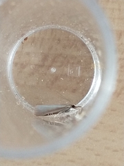 Agriphila straminella