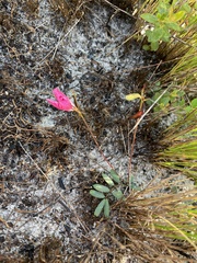 Tephrosia spicata