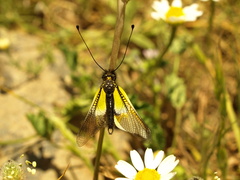 Libelloides baeticus