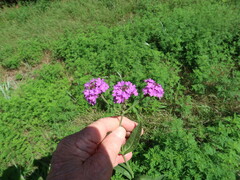 Verbena rigida