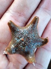 Asterina gibbosa