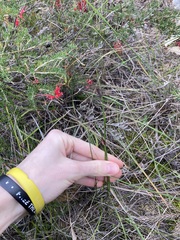 Mesomelaena pseudostygia