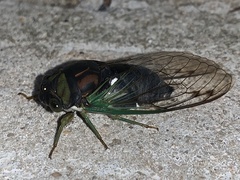 Neotibicen