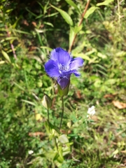 Gentianopsis crinita