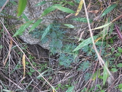 Ligusticum jeholense
