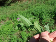 Verbena rigida