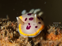 Goniobranchus