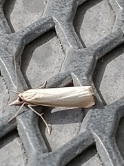 Agriphila straminella